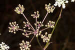 Coastal plain angelica